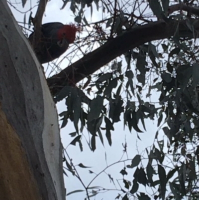 Callocephalon fimbriatum (Gang-gang Cockatoo) at Deakin, ACT - 6 Dec 2017 by KL