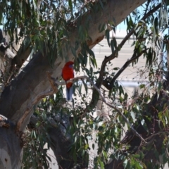 Platycercus elegans (Crimson Rosella) at Deakin, ACT - 14 Oct 2017 by KL