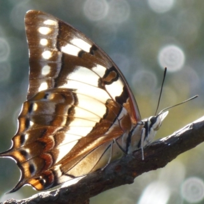 Charaxes sempronius (Tailed Emperor) at Flynn, ACT - 19 Mar 2012 by Christine