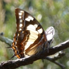 Charaxes sempronius at Flynn, ACT - 19 Mar 2012 12:00 AM