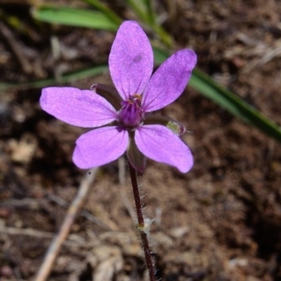 Erodium cicutarium (Common Storksbill, Common Crowfoot) at Bolaro, NSW - 30 Nov 2017 by DavidMcKay