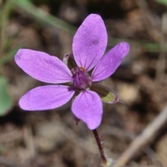 Erodium cicutarium at Bolaro, NSW - 30 Nov 2017