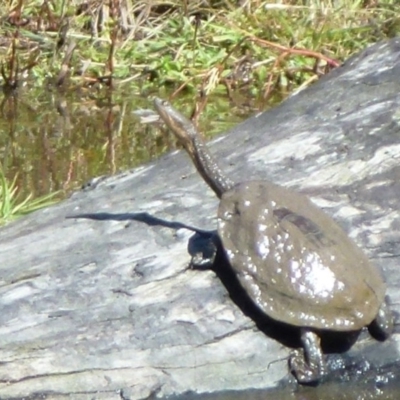 Chelodina longicollis (Eastern Long-necked Turtle) at Tidbinbilla Nature Reserve - 3 Apr 2012 by Christine