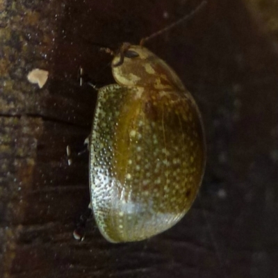 Paropsisterna cloelia (Eucalyptus variegated beetle) at Paddys River, ACT - 4 Apr 2012 by Christine