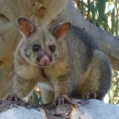 Trichosurus vulpecula (Common Brushtail Possum) at Gungahlin, ACT - 8 Apr 2012 by Christine