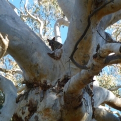 Trichosurus vulpecula at Gungahlin, ACT - 9 Apr 2012