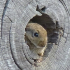 Oryctolagus cuniculus (European Rabbit) at Gungahlin, ACT - 9 Apr 2012 by Christine