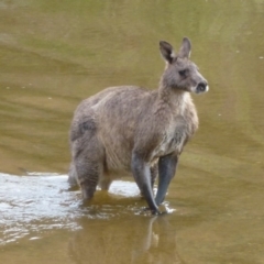 Macropus giganteus (Eastern Grey Kangaroo) at Tennent, ACT - 17 Apr 2012 by Christine