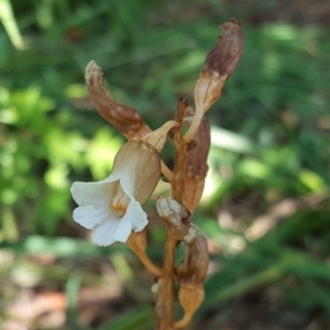 Gastrodia sp. at Isaacs, ACT - 12 Dec 2017