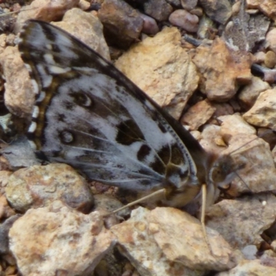 Vanessa kershawi (Australian Painted Lady) at Gungahlin, ACT - 8 Apr 2012 by Christine