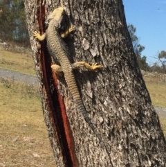 Pogona barbata (Eastern Bearded Dragon) at Farrer Ridge - 17 Oct 2017 by Deanoe