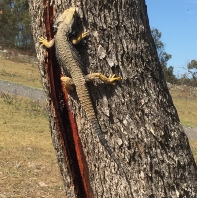 Pogona barbata (Eastern Bearded Dragon) at Farrer Ridge - 18 Oct 2017 by Deanoe