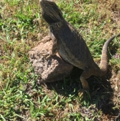 Pogona barbata (Eastern Bearded Dragon) at Farrer Ridge - 28 Nov 2017 by Deanoe