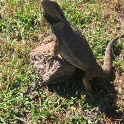 Pogona barbata (Eastern Bearded Dragon) at Farrer Ridge - 28 Nov 2017 by Deanoe