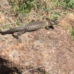 Egernia cunninghami (Cunningham's Skink) at Chifley, ACT - 20 Nov 2017 by Deanoe