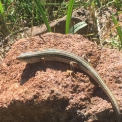 Ctenotus robustus (Robust Striped-skink) at Pearce, ACT - 11 Dec 2017 by Deanoe