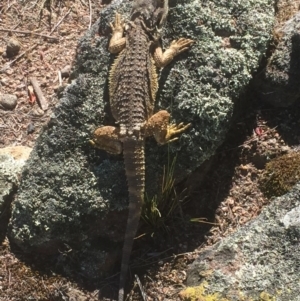 Pogona barbata at Chifley, ACT - suppressed