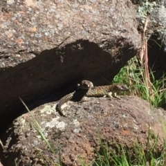 Egernia cunninghami (Cunningham's Skink) at Chifley, ACT - 19 Nov 2017 by Deanoe