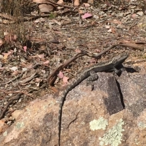 Amphibolurus muricatus at Chifley, ACT - 1 Nov 2017