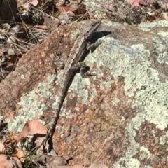 Amphibolurus muricatus (Jacky Lizard) at Mount Taylor - 31 Oct 2017 by Deanoe