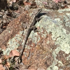 Amphibolurus muricatus at Chifley, ACT - 1 Nov 2017 10:09 AM