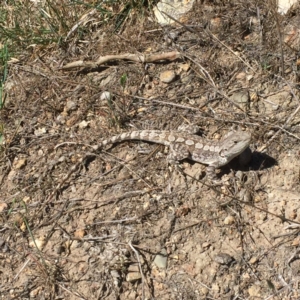 Amphibolurus muricatus at Mount Taylor - 22 Nov 2017 09:55 AM