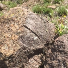 Unidentified Skink at Mount Taylor - 29 Nov 2017 by Deanoe