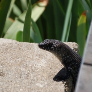 Egernia cunninghami at Rendezvous Creek, ACT - 9 Dec 2017