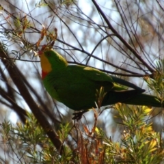 Polytelis swainsonii (Superb Parrot) at Aranda, ACT - 15 Dec 2014 by KMcCue