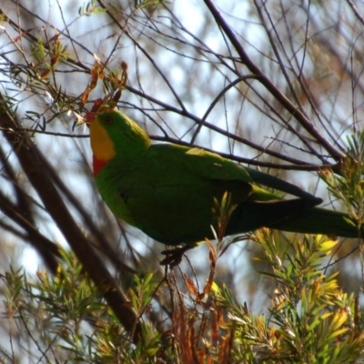 Polytelis swainsonii (Superb Parrot) at Aranda, ACT - 15 Dec 2014 by KMcCue
