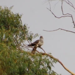 Scythrops novaehollandiae (Channel-billed Cuckoo) at Aranda, ACT - 8 Dec 2015 by KMcCue