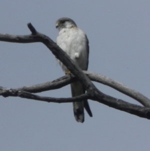 Falco cenchroides at Rendezvous Creek, ACT - 9 Oct 2015 09:33 AM