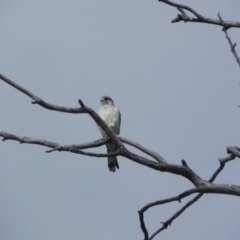 Falco cenchroides at Rendezvous Creek, ACT - 9 Oct 2015 09:33 AM