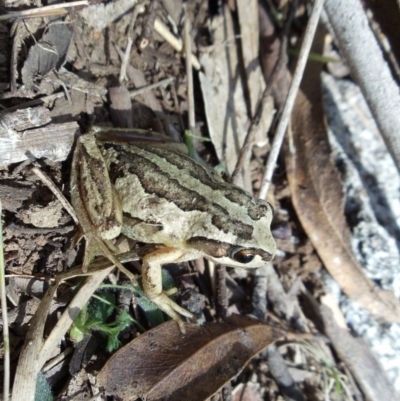 Litoria verreauxii verreauxii (Whistling Tree-frog) at Belconnen, ACT - 25 Oct 2014 by KMcCue