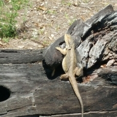 Pogona barbata (Eastern Bearded Dragon) at Jerrabomberra, ACT - 12 Dec 2017 by nath_kay