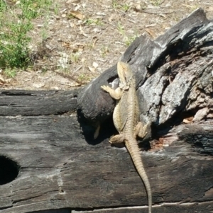 Pogona barbata at Jerrabomberra, ACT - suppressed