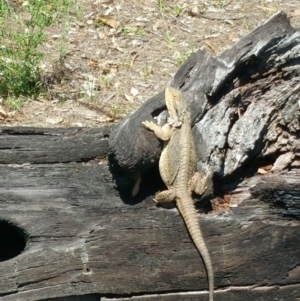 Pogona barbata at Jerrabomberra, ACT - 12 Dec 2017