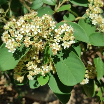 Cotoneaster glaucophyllus (Cotoneaster) at Red Hill, ACT - 12 Dec 2017 by Mike