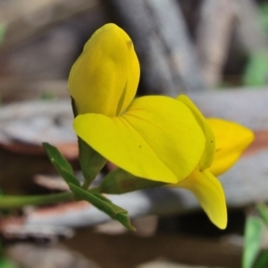 Lotus corniculatus at Bolaro, NSW - 30 Nov 2017