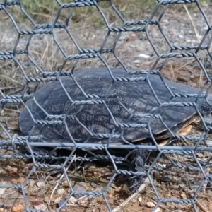 Chelodina longicollis at Gungahlin, ACT - 7 Dec 2017