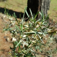 Dodonaea viscosa subsp. angustissima (Hop Bush) at Isaacs, ACT - 12 Dec 2017 by Mike