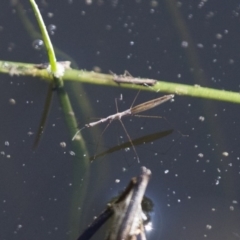 Hydrometra sp. (genus) at Michelago, NSW - 9 Dec 2017