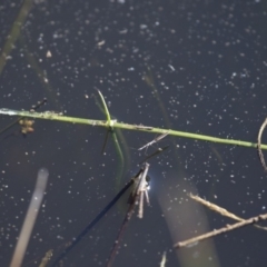 Hydrometra sp. (genus) at Michelago, NSW - 9 Dec 2017 05:31 PM