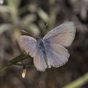 Zizina otis at Michelago, NSW - 10 Dec 2017