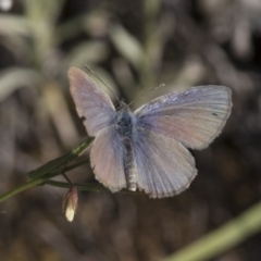 Zizina otis at Michelago, NSW - 10 Dec 2017