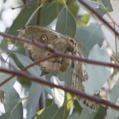 Opodiphthera eucalypti (Emperor Gum Moth) at Michelago, NSW - 9 Dec 2017 by Illilanga