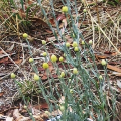 Calocephalus citreus (Lemon Beauty Heads) at Garran, ACT - 6 Jan 2016 by ruthkerruish