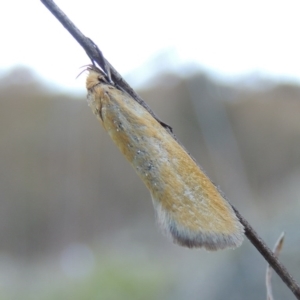 Telocharacta metachroa at Conder, ACT - 28 Nov 2017