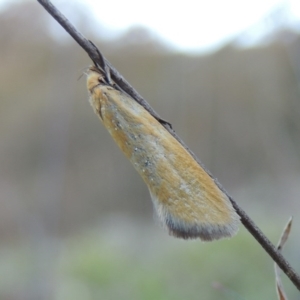 Telocharacta metachroa at Conder, ACT - 28 Nov 2017