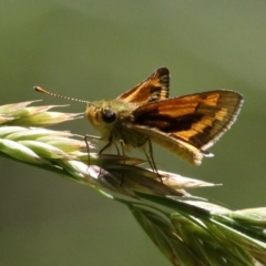 Ocybadistes walkeri (Green Grass-dart) at Hall, ACT - 9 Dec 2017 by HarveyPerkins